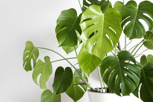 Deve Tabanı Monstera Çiçeği ile Ev Dekorasyonu Fikirleri