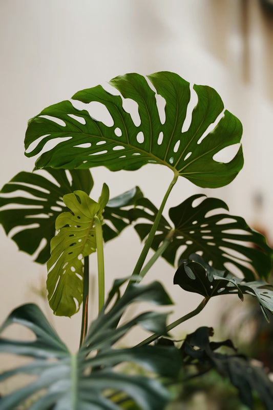 Deve Tabanı Monstera'nın Faydaları ve Özellikleri
