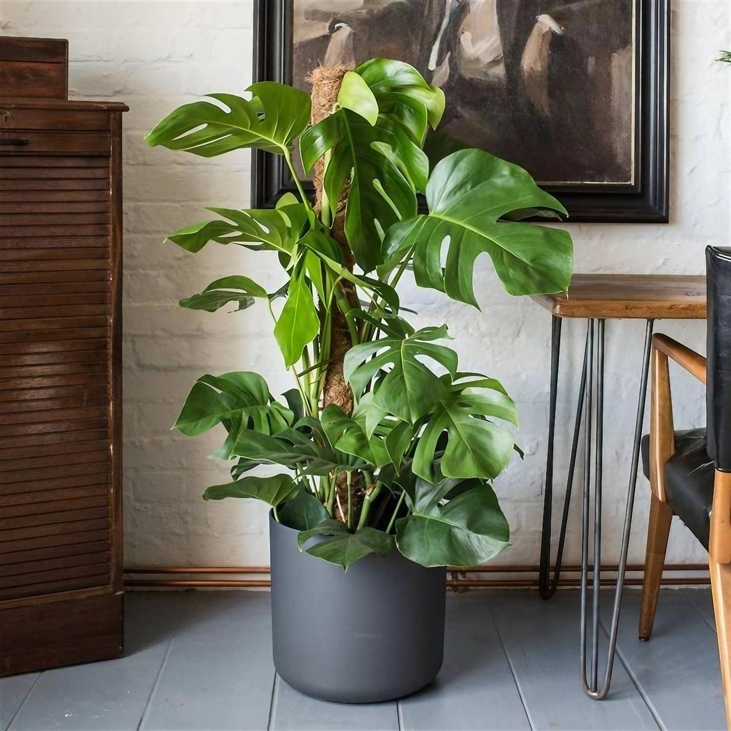 Yosun Sopalı Büyük Boy Deve Tabanı Çiçeği (Monstera Deliciosa)