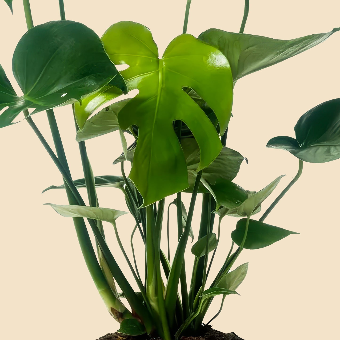 Sağlıklı gelişimi ve büyük yapraklarıyla gösterişli Monstera Deliciosa büyük boy