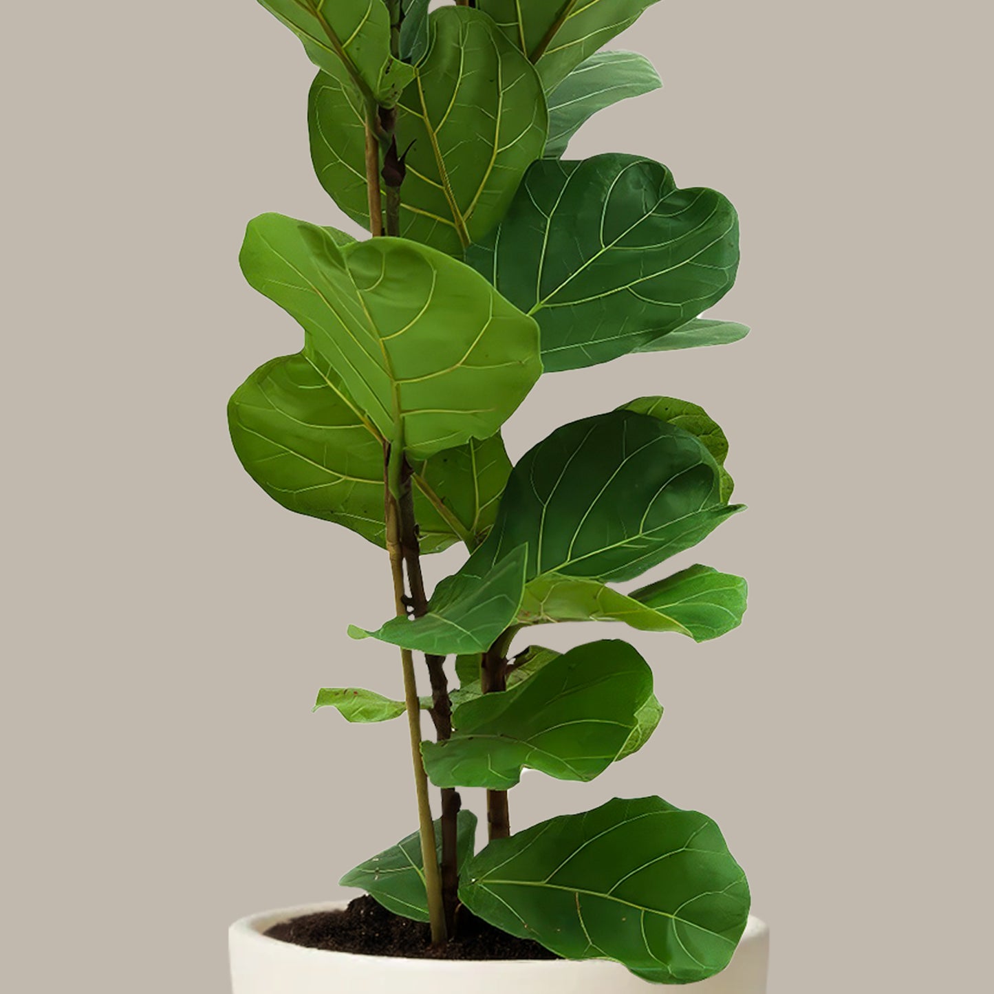 Orta Boy 2 Gövdeli Keman Yapraklı Kauçuk Çiçeği (Ficus Lyrata)