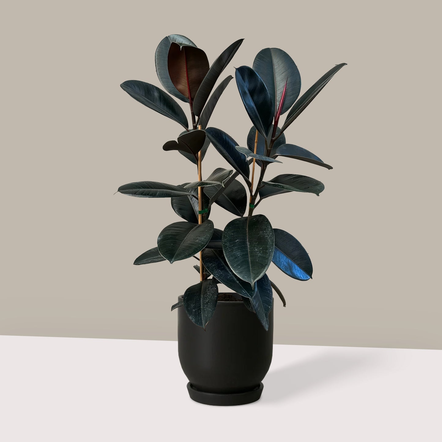 Orta Boy 2 Gövdeli Siyah Kauçuk Çiçeği (Ficus Elastica Abidjan)