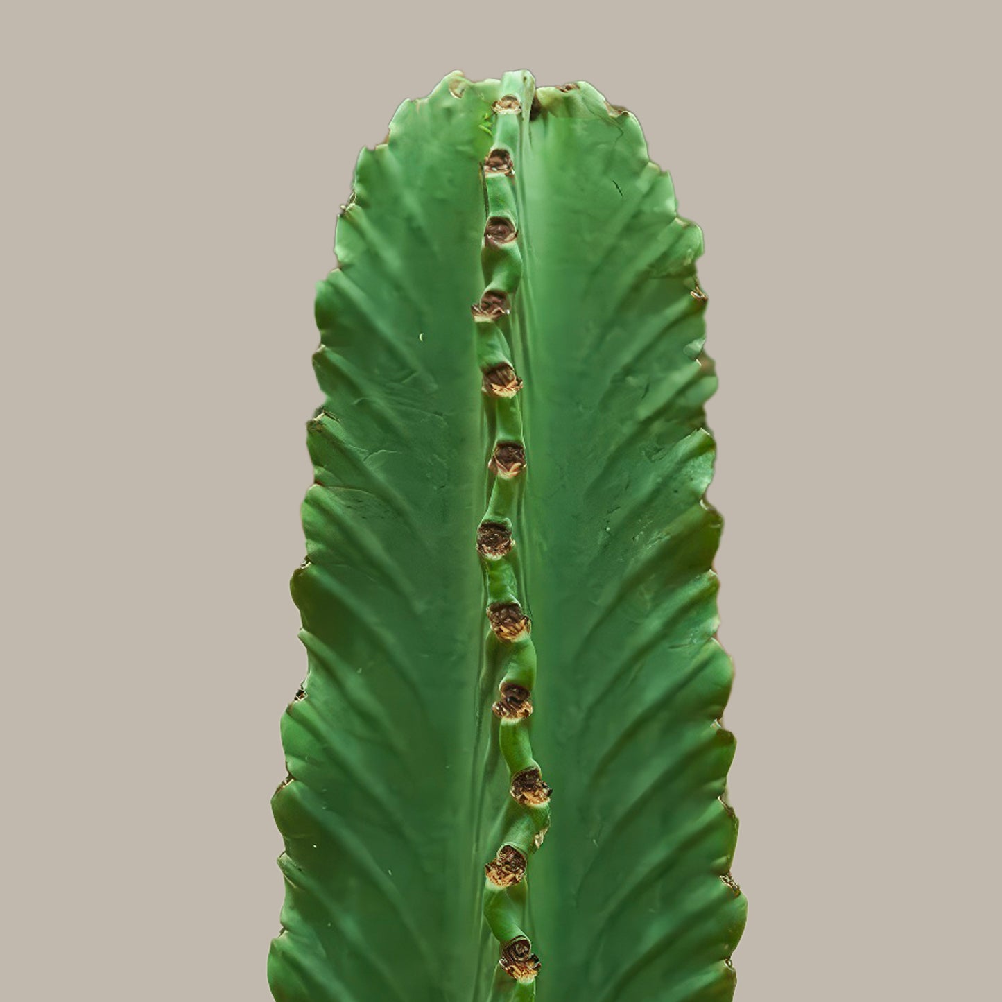 Dikensiz Kovboy Kaktüsü (Süt Ağacı - Euphorbia Ingens)