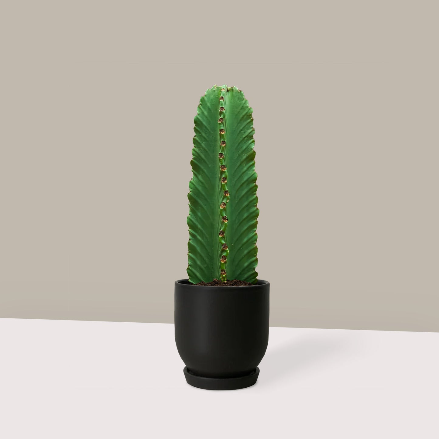 Dikensiz Kovboy Kaktüsü (Süt Ağacı - Euphorbia Ingens)