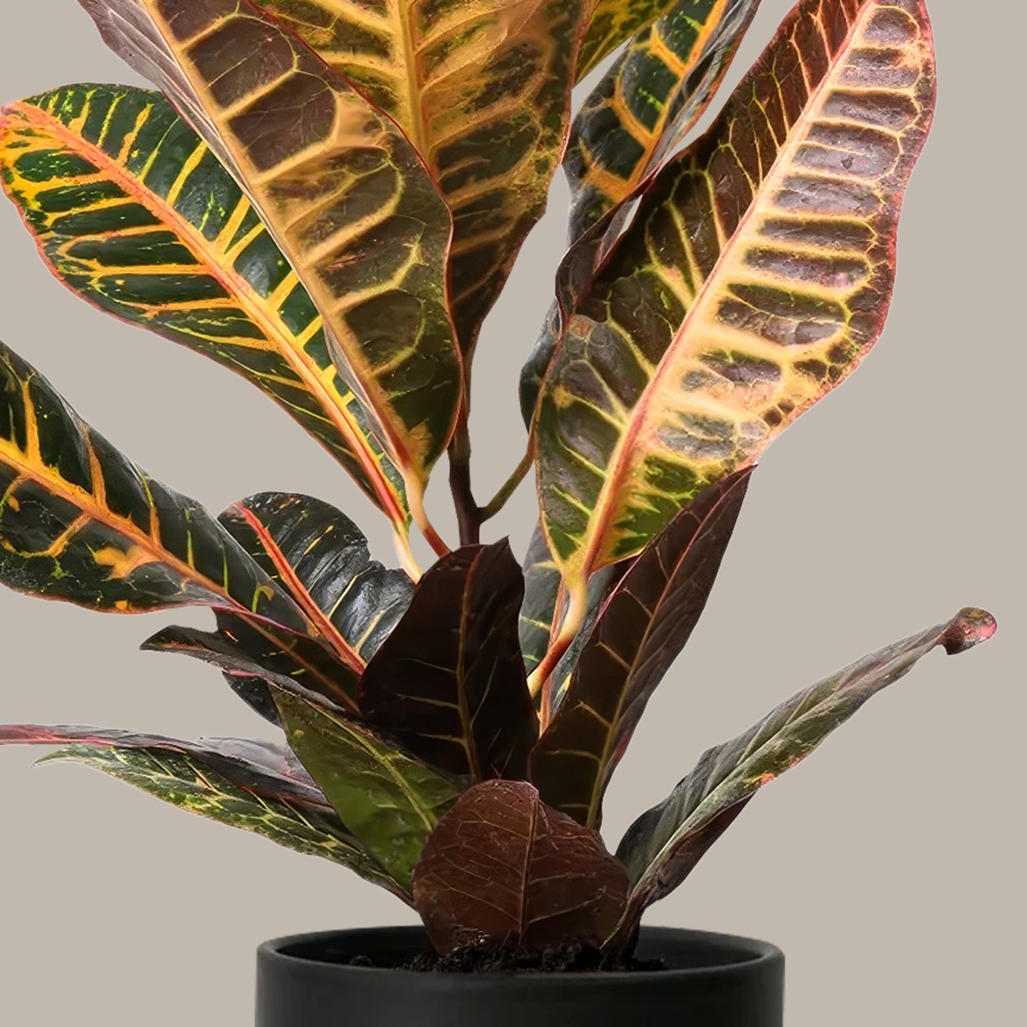 Küçük Boy Kroton Bitkisi (Kraton - Croton Petra)