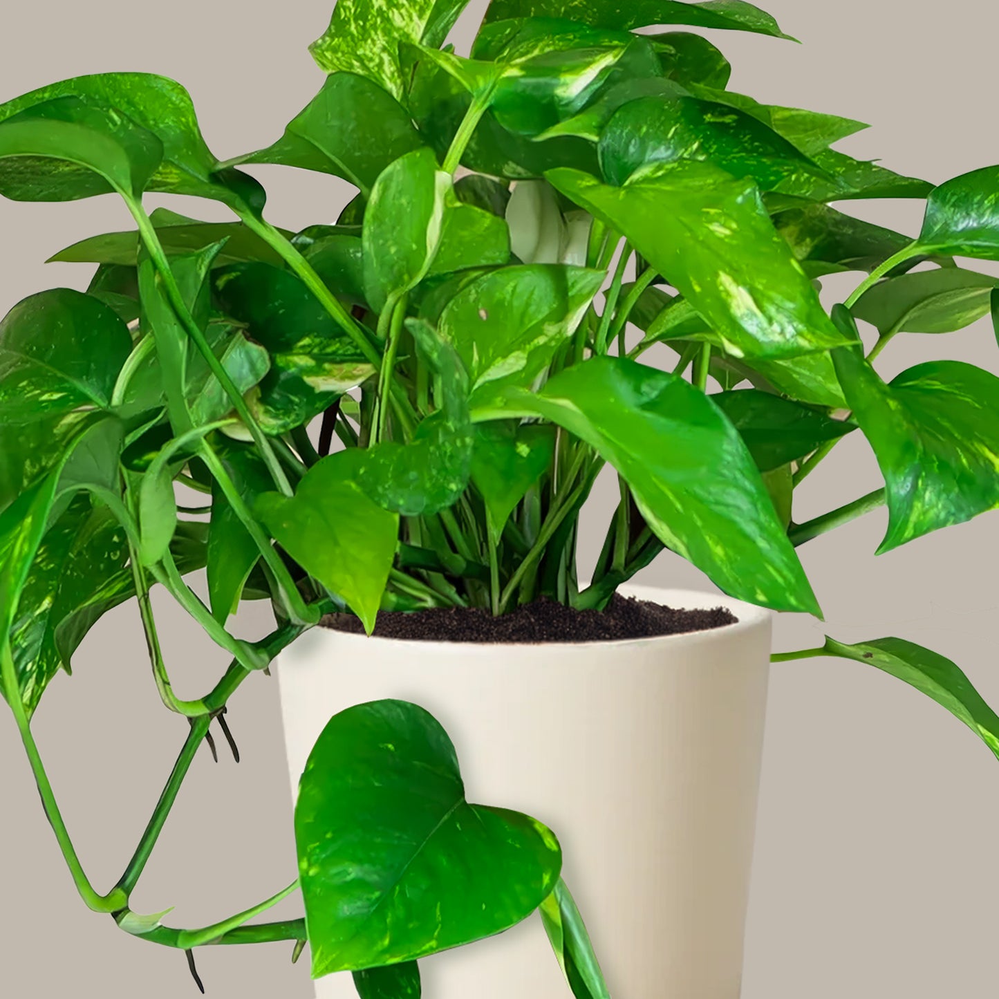 Patos Salon Sarmaşığı (Golden Pothos, Epipremnum Aureum)