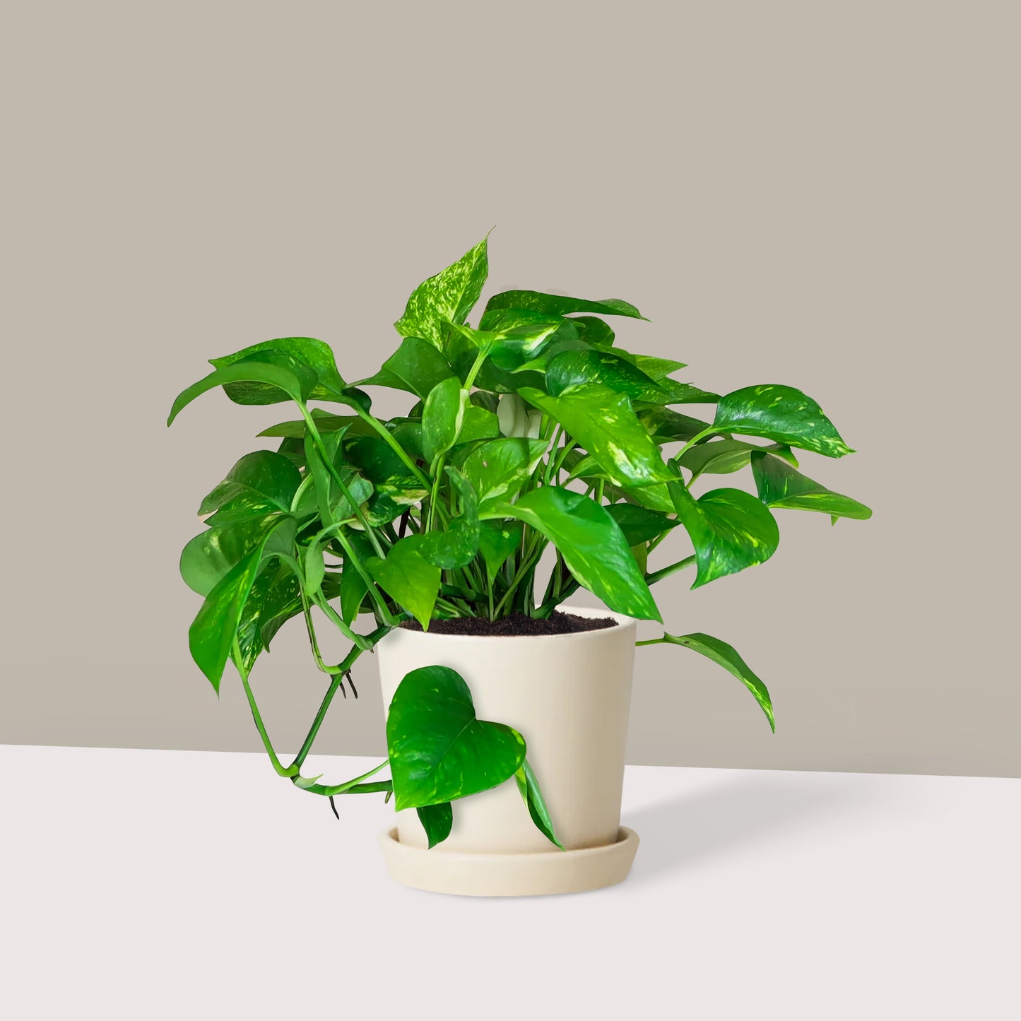 Patos Salon Sarmaşığı (Golden Pothos, Epipremnum Aureum)