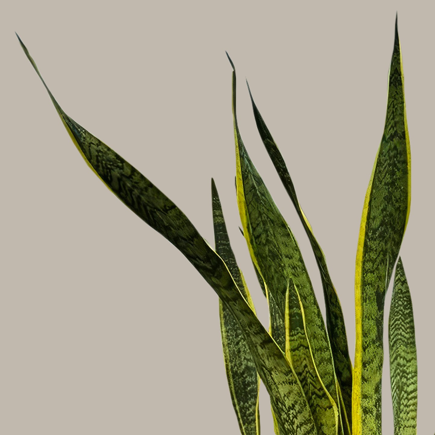 Uzun Paşa Kılıcı Çiçeği (Sansevieria Trifasciata Laurentii)