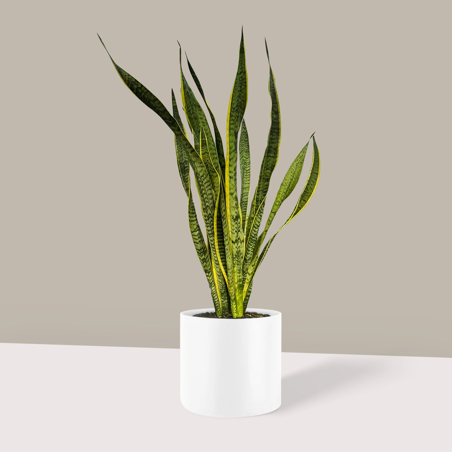 Uzun Paşa Kılıcı Çiçeği (Sansevieria Trifasciata Laurentii)