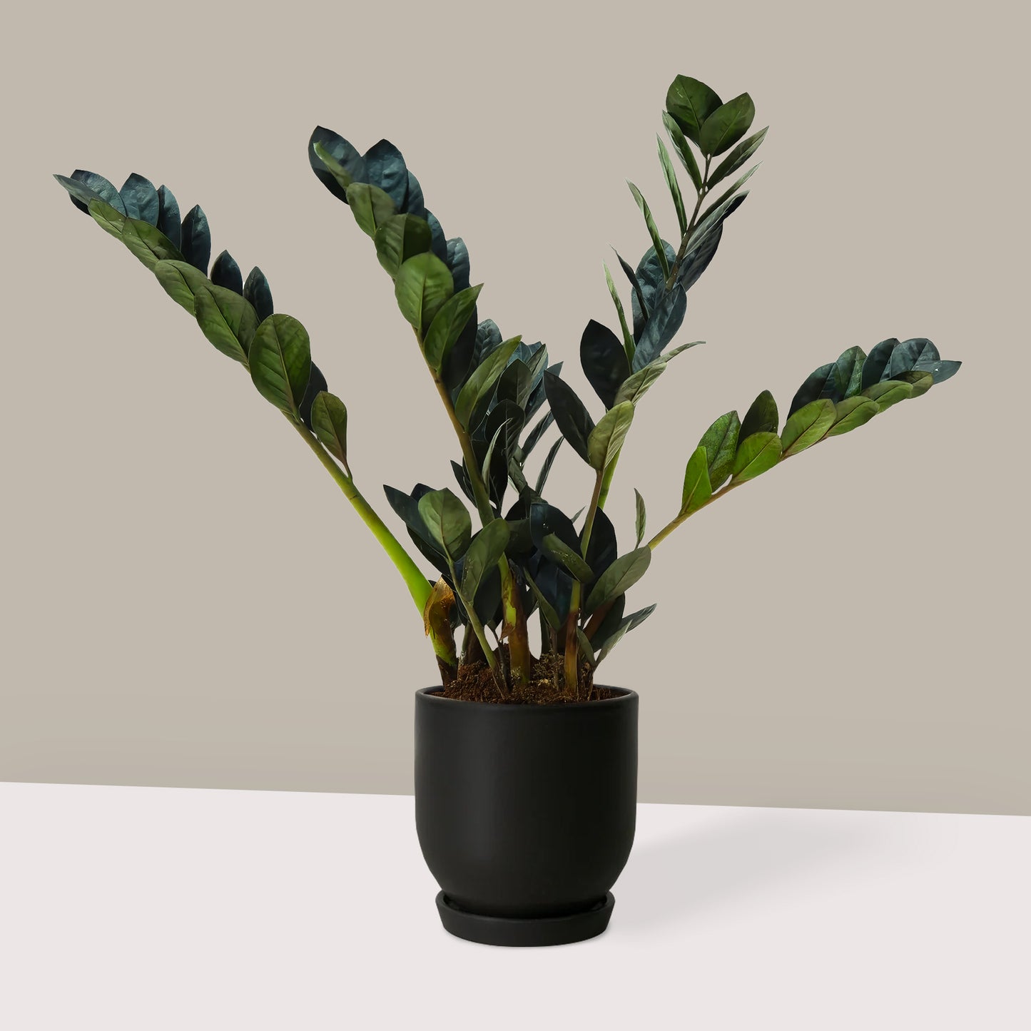 Küçük Boy Siyah Zamia Çiçeği (Zeze - Zamioculcas Raven Zamiifolia)