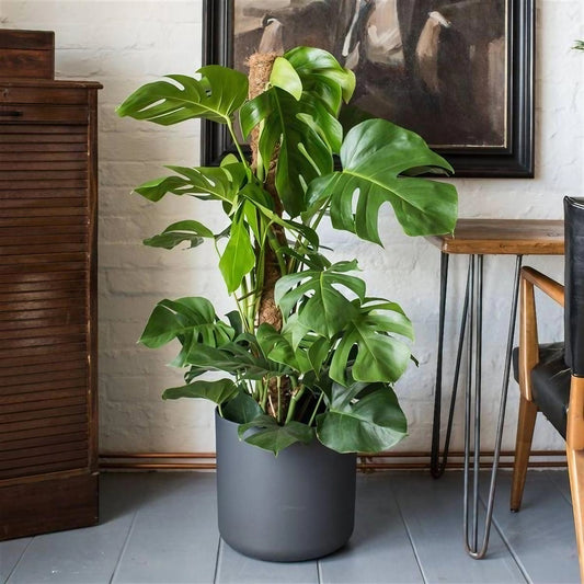 Yosun Sopalı Büyük Boy Deve Tabanı Çiçeği (Monstera Deliciosa)