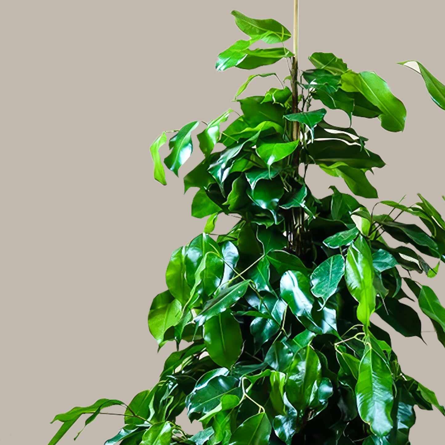 Büyük Boy Ağlayan İncir Ağacı (Ficus Benjamin Danielle)
