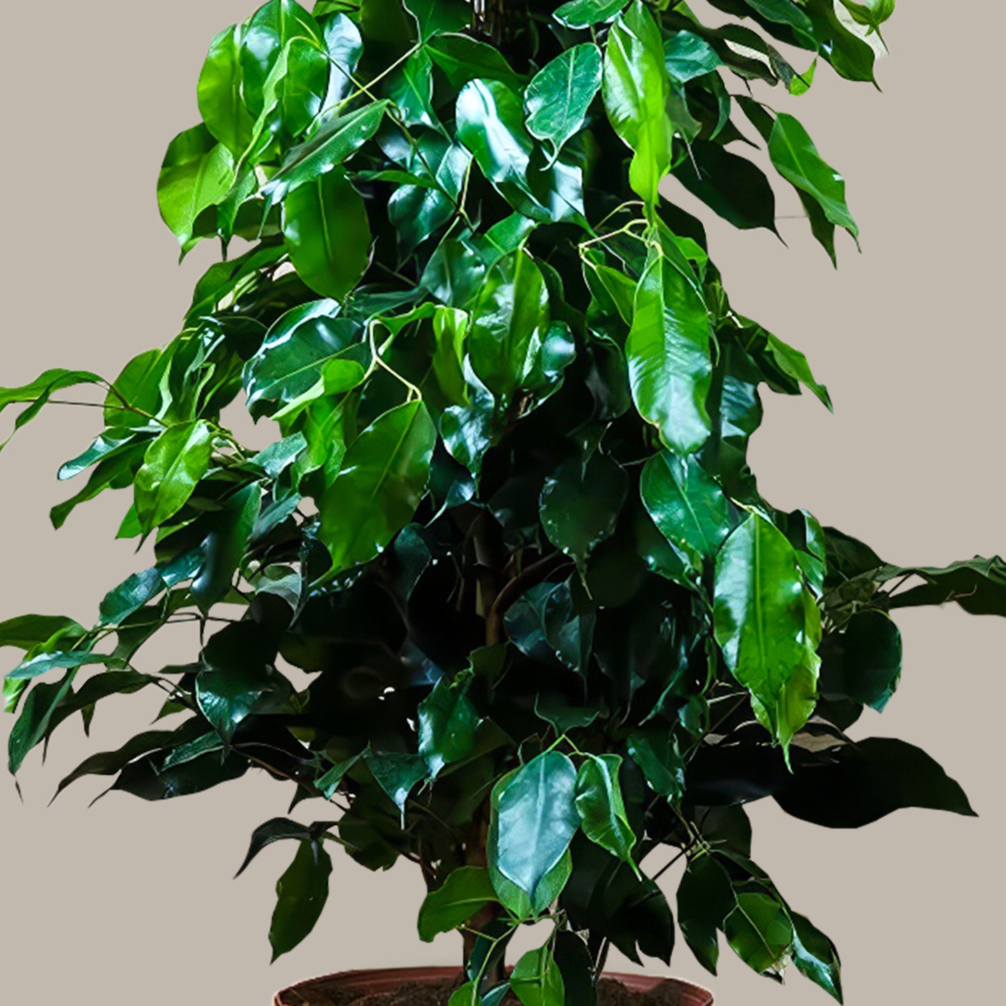 Büyük Boy Ağlayan İncir Ağacı (Ficus Benjamin Danielle)