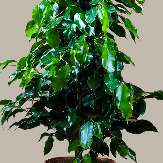 Büyük Boy Ağlayan İncir Ağacı (Ficus Benjamin Danielle)