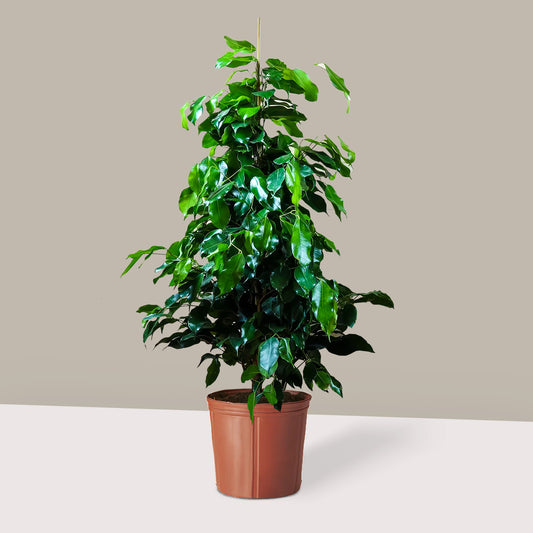Büyük Boy Ağlayan İncir Ağacı (Ficus Benjamin Danielle)