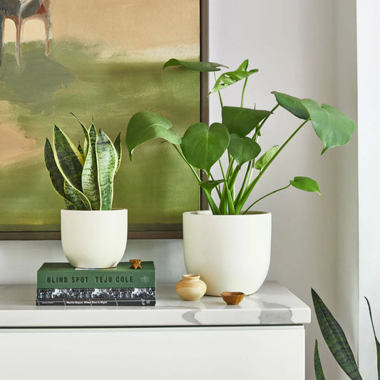 Küçük Boy Deve Tabanı (Monstera Deliciosa)