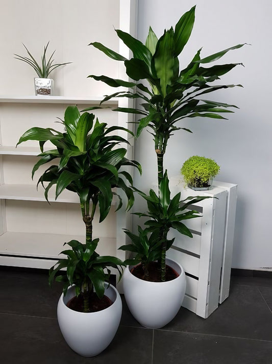 Büyük boy Dracaena Compacta ağacı.