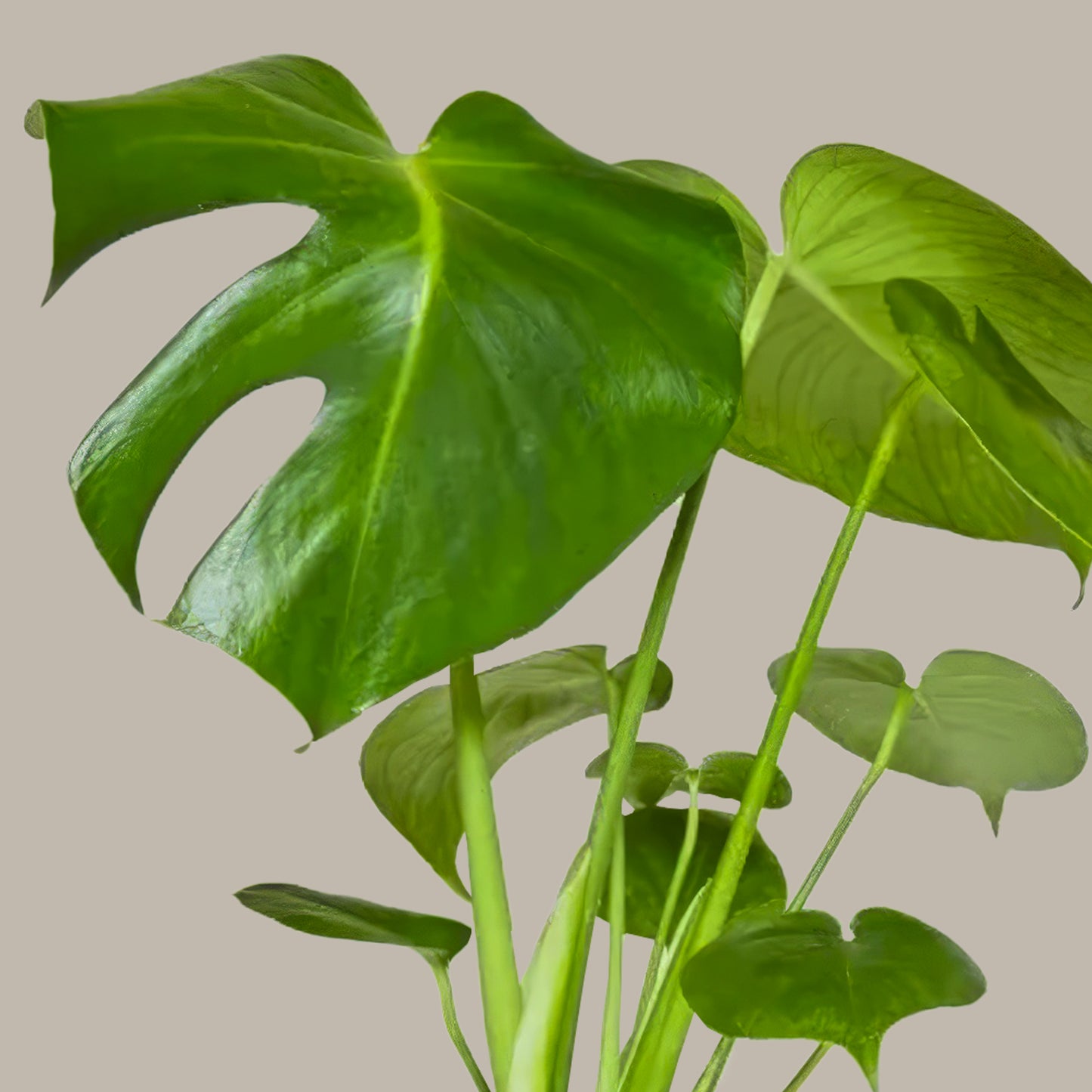 Küçük Boy Deve Tabanı (Monstera Deliciosa)