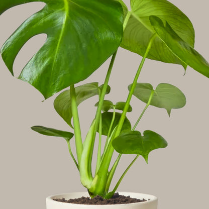 Küçük Boy Deve Tabanı (Monstera Deliciosa)