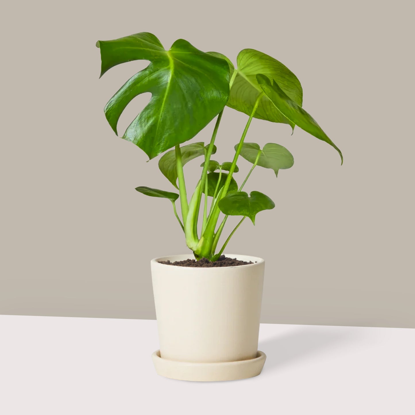 Küçük Boy Deve Tabanı (Monstera Deliciosa)