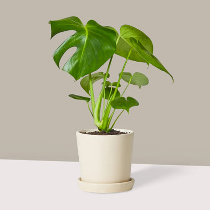Küçük Boy Deve Tabanı (Monstera Deliciosa)