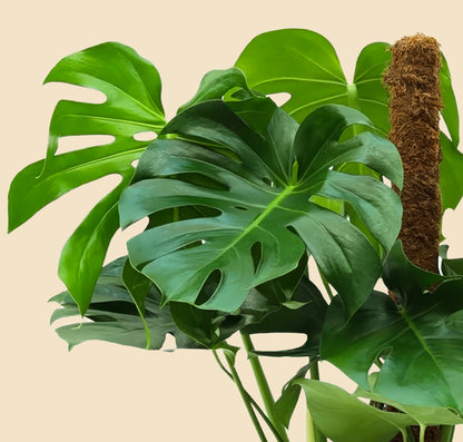 Yosun Sopalı Büyük Boy Deve Tabanı Çiçeği (Monstera Deliciosa)