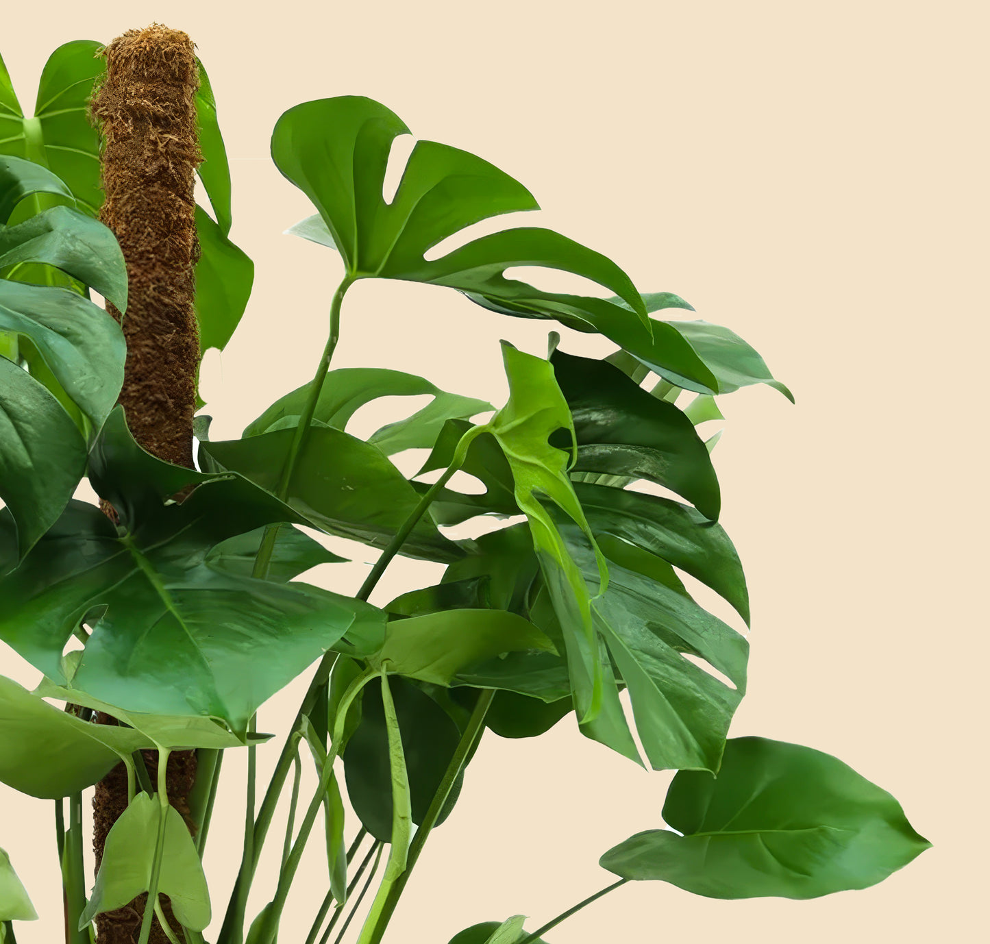 Yosun Sopalı Büyük Boy Deve Tabanı Çiçeği (Monstera Deliciosa)