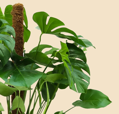 Yosun Sopalı Büyük Boy Deve Tabanı Çiçeği (Monstera Deliciosa)