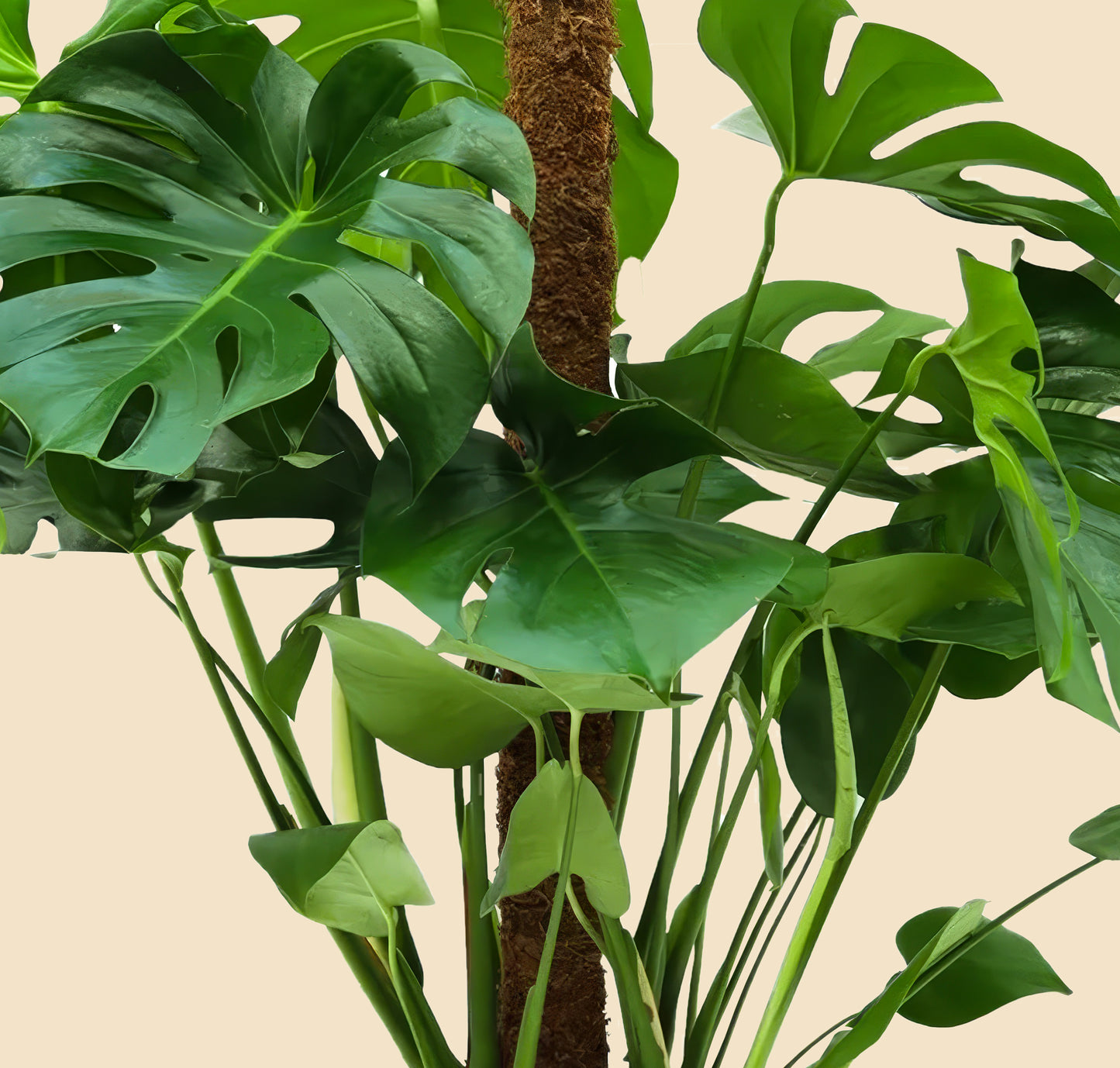 Yosun Sopalı Büyük Boy Deve Tabanı Çiçeği (Monstera Deliciosa)