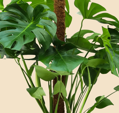 Yosun Sopalı Büyük Boy Deve Tabanı Çiçeği (Monstera Deliciosa)