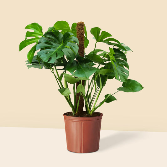 Yosun Sopalı Büyük Boy Deve Tabanı Çiçeği (Monstera Deliciosa)