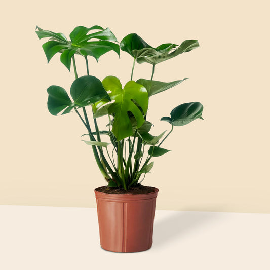 Dolgun formu ve iri yapraklarıyla dikkat çeken büyük boy Monstera Deliciosa bitkisi