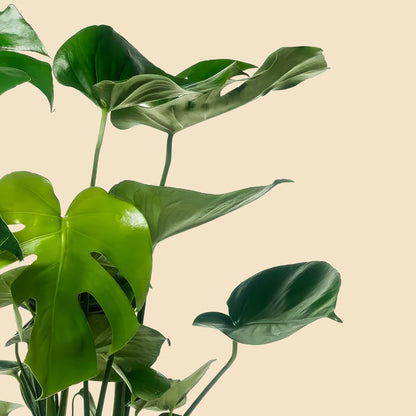 Dolgun form büyük yapraklı Monstera deliciosa bitkisi-tropikal iç mekan dekorasyon bitkisi-iri yapraklarıyla gösterişli ve sağlıklı görünüm