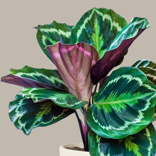 Küçük Boy Dua Çiçeği (Kalatya Madalyon, Calathea Medallion)