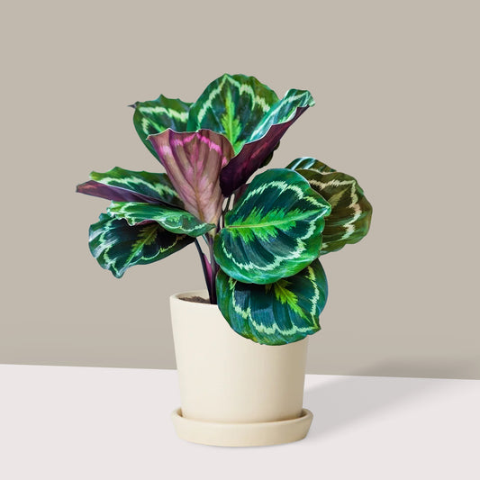 Küçük Boy Dua Çiçeği (Kalatya Madalyon, Calathea Medallion)