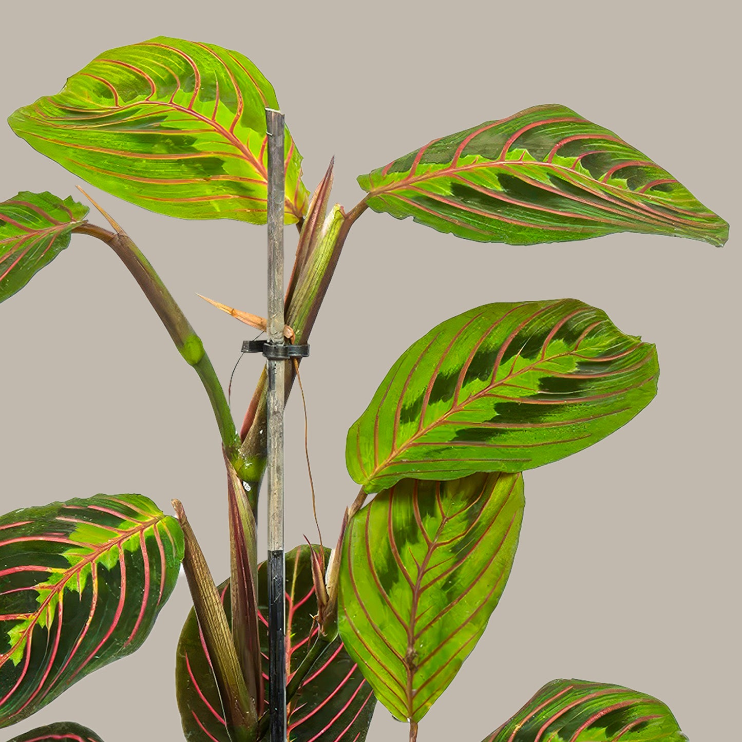 Küçük Boy Dua Çiçeği (Kalatya Maranta, Calathea Marantha)