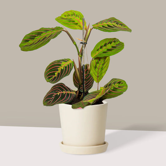 Küçük Boy Dua Çiçeği (Kalatya Maranta, Calathea Marantha)