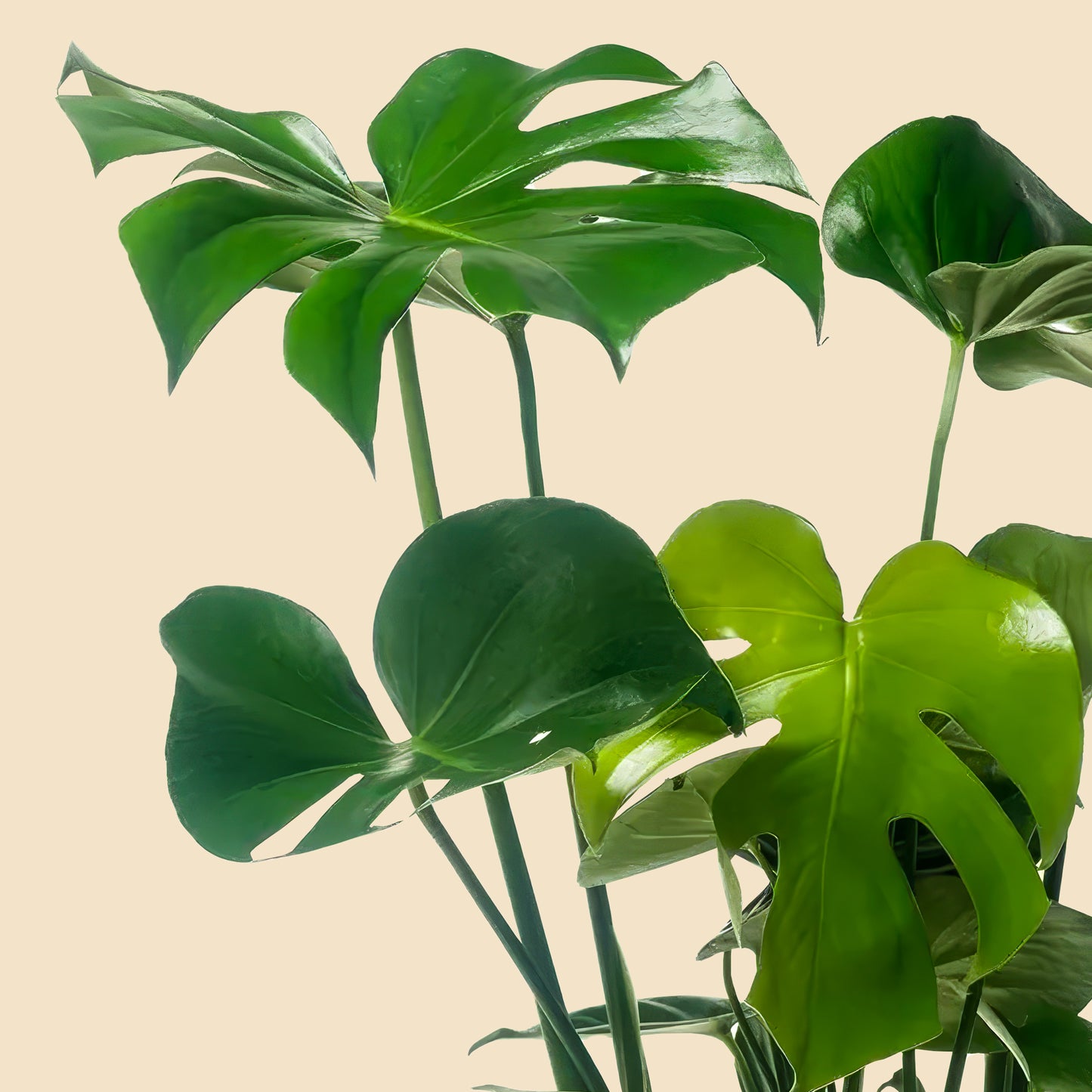 Ev ve ofis ortamına tropikal şıklık katan iri yapraklı büyük boy Monstera Deliciosa