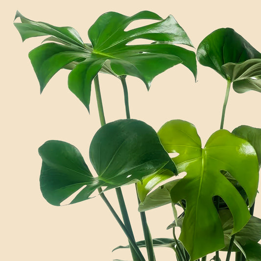 Ev ve ofis ortamına tropikal şıklık katan iri yapraklı büyük boy Monstera Deliciosa