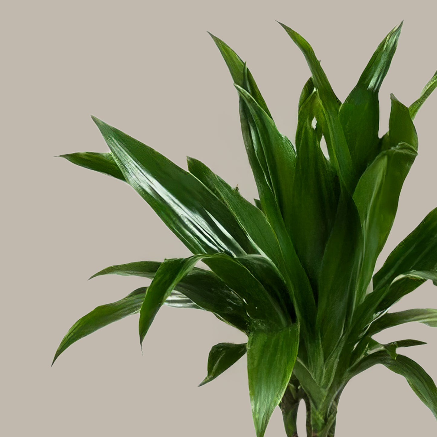 Küçük Boy 2 Gövdeli Janet Craig (Dracena Fragrans)