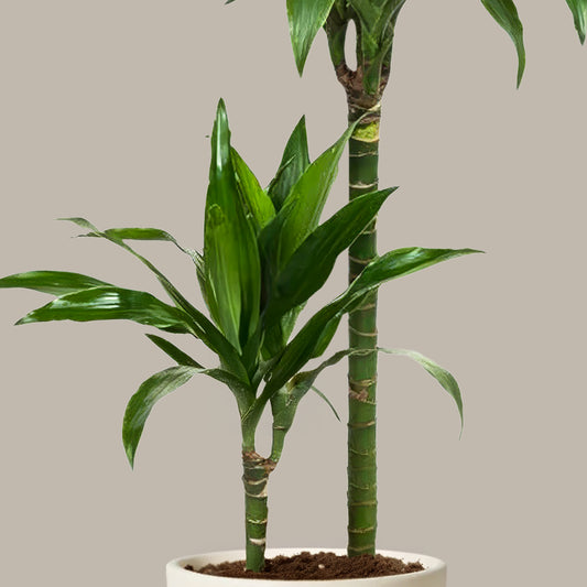 Küçük Boy 2 Gövdeli Janet Craig (Dracena Fragrans)