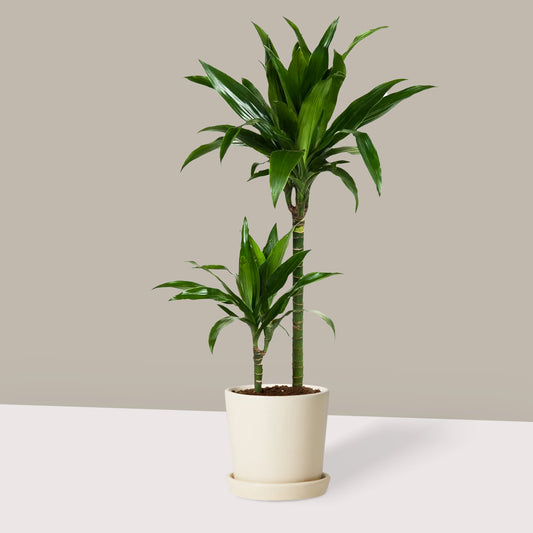 Küçük Boy 2 Gövdeli Janet Craig (Dracena Fragrans)