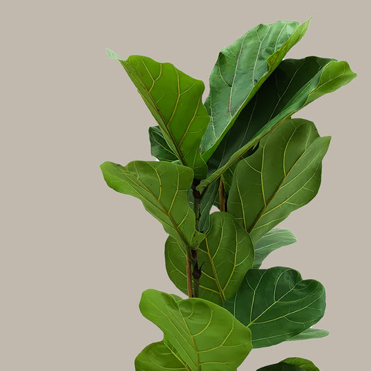 Orta Boy 2 Gövdeli Keman Yapraklı Kauçuk Çiçeği (Ficus Lyrata)