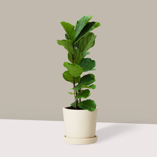 Orta Boy 2 Gövdeli Keman Yapraklı Kauçuk Çiçeği (Ficus Lyrata)