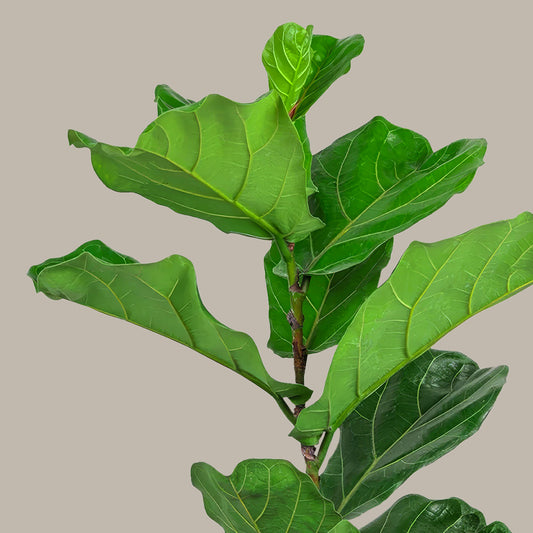 Orta Boy Keman Yapraklı Kauçuk Çiçeği (Ficus Lyrata)