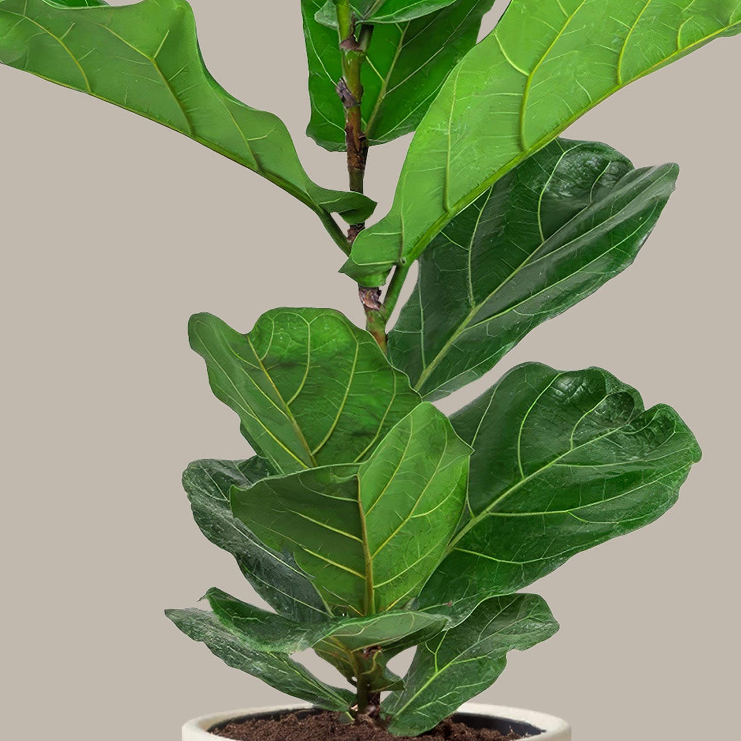 Orta Boy Keman Yapraklı Kauçuk Çiçeği (Ficus Lyrata)