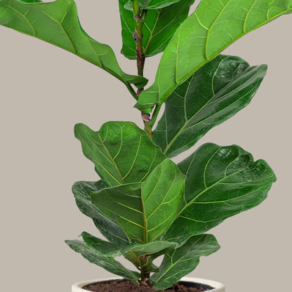 Orta Boy Keman Yapraklı Kauçuk Çiçeği (Ficus Lyrata)