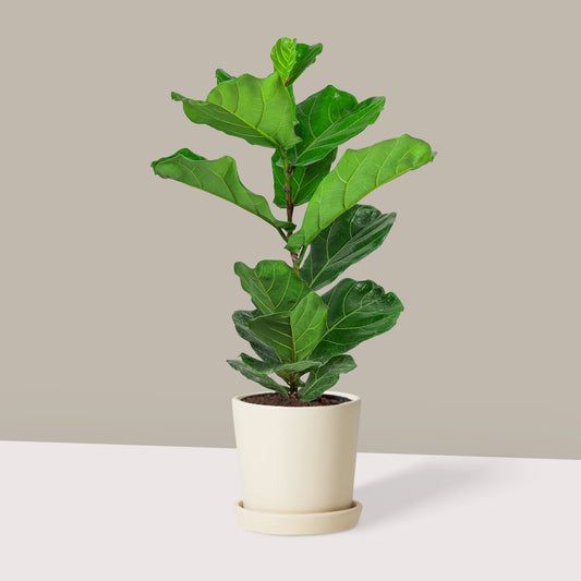 Orta Boy Keman Yapraklı Kauçuk Çiçeği (Ficus Lyrata)