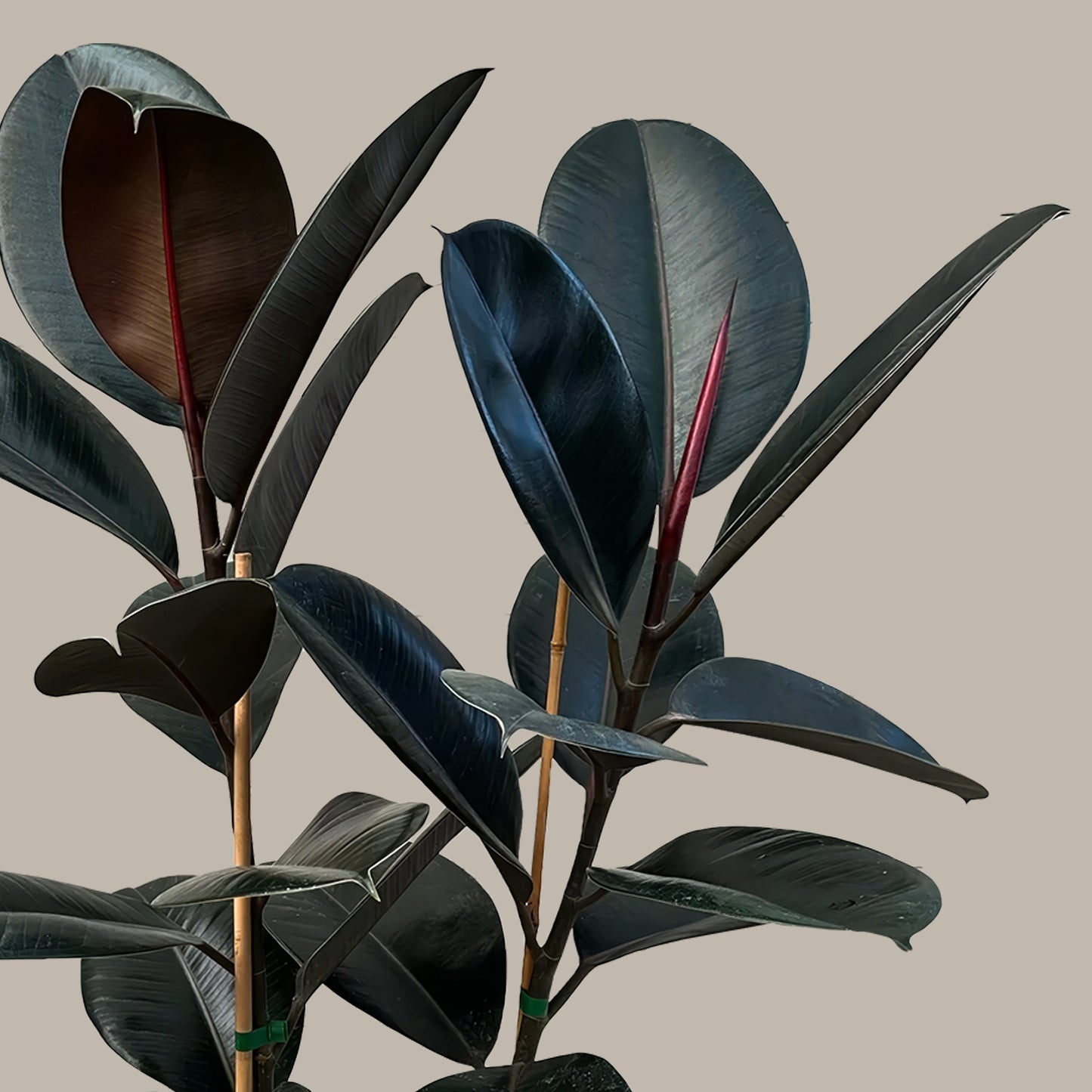 Orta Boy 2 Gövdeli Siyah Kauçuk Çiçeği (Ficus Elastica Abidjan)
