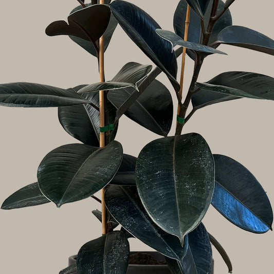 Orta Boy 2 Gövdeli Siyah Kauçuk Çiçeği (Ficus Elastica Abidjan)